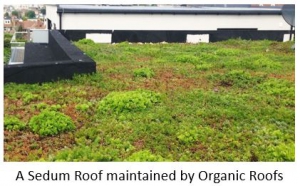 An intensive Sedum Roof