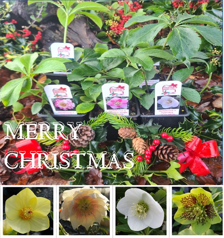 Christmas gift idea from the nursery. A collection of plants presented as a lovely gift.