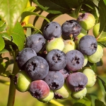sweet and juicy blueberries on an upright bush