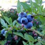 large, firm blueberry variety goldtraube on the bush 