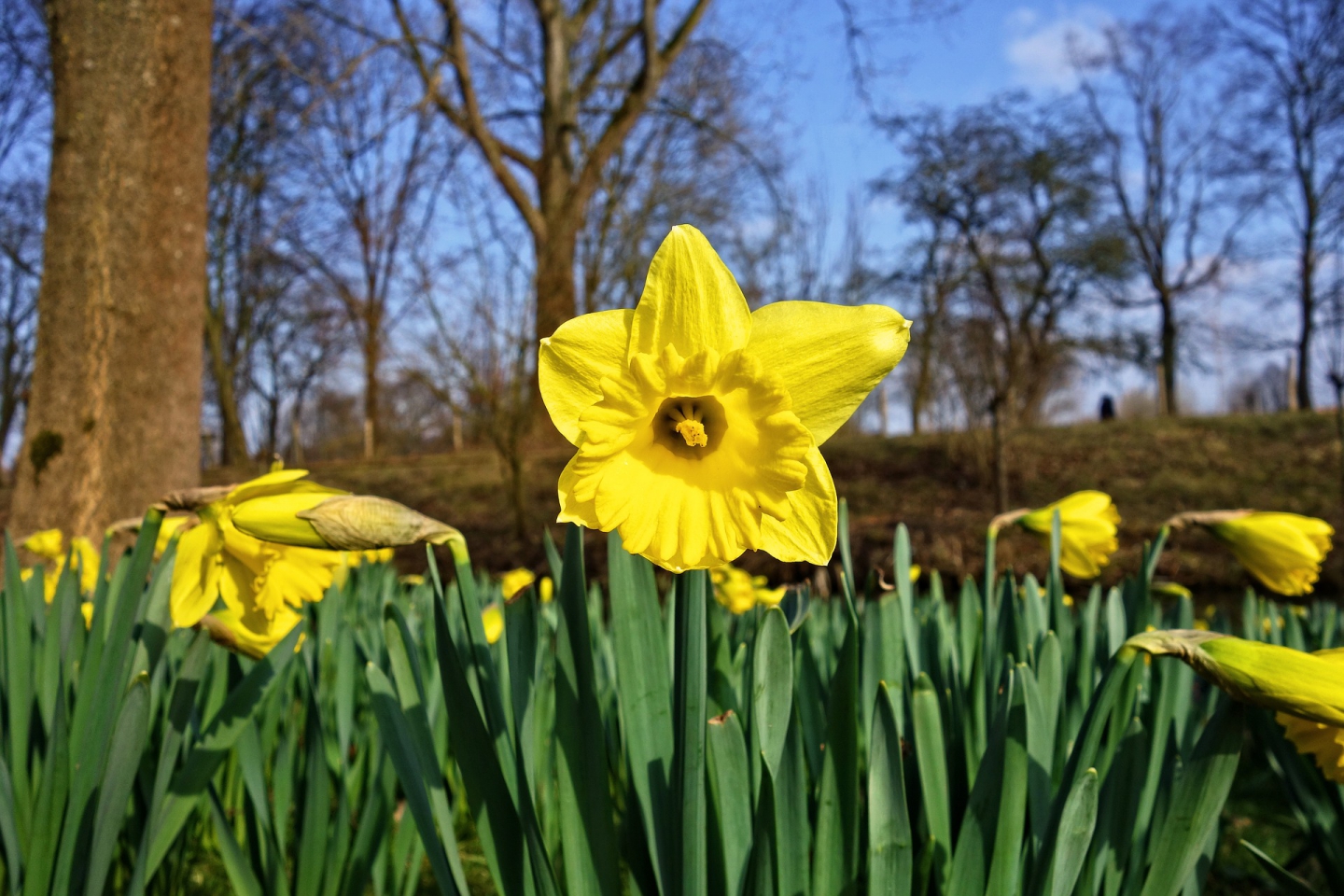Daffodils by the wayside