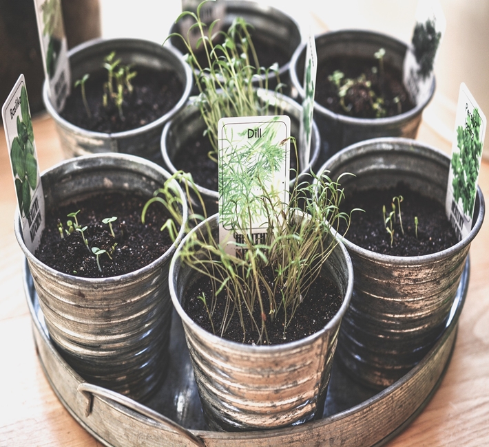 herb blog cover herbs growing in pots on a windowsill