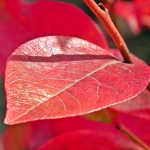autumnal leaves on a blueberry plant
