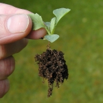 a small seedling being picked up by its leaves