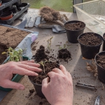 young plants being potted on