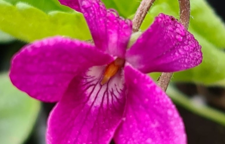 deep pink violet