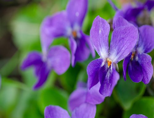 Viola odorata : Celebrating Sweet Violets