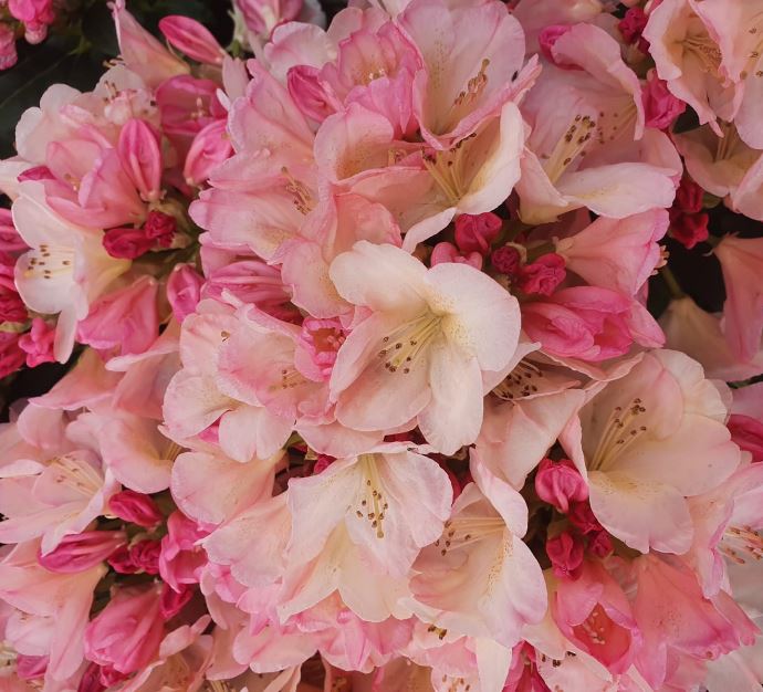 pink rhododendron called percy wiseman