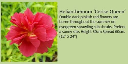 helianthemum cerise queen