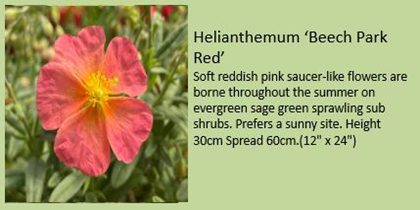Helianthemum Beech Park Red