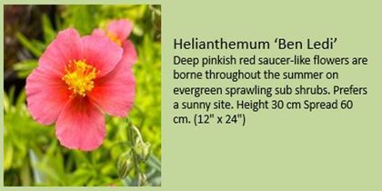 helianthemum ben ledi