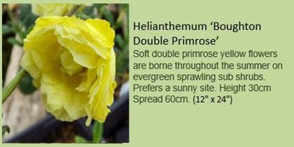 Boughton double primrose