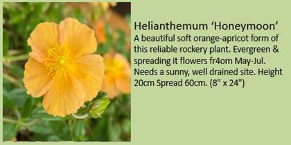 helianthemum honeymoon