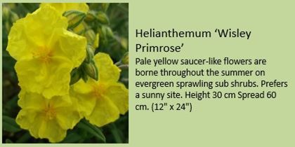 helianthemum wisley primrose