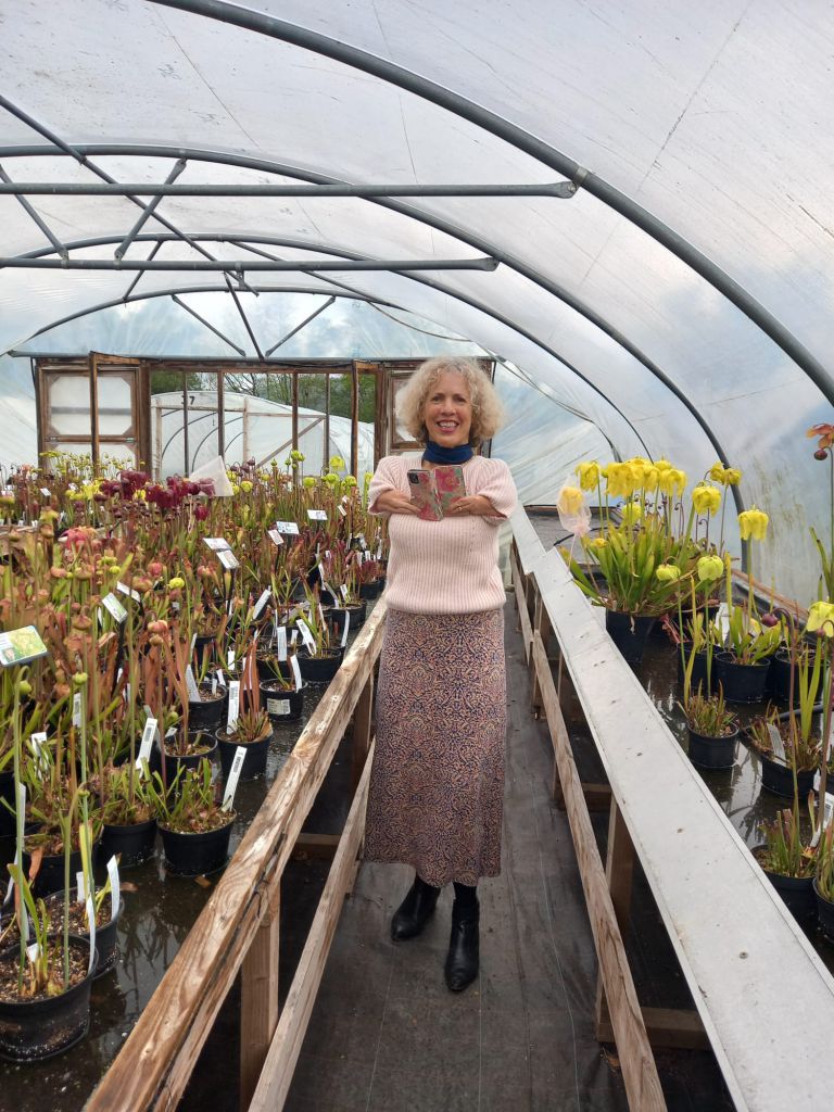 Sue Kent admiring our Sarracenias