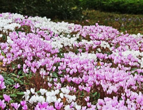 Hardy Cyclamen for sale and cultivation tips