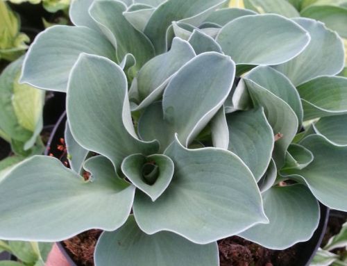 MIniature Hosta’s for sale and cultivation tips