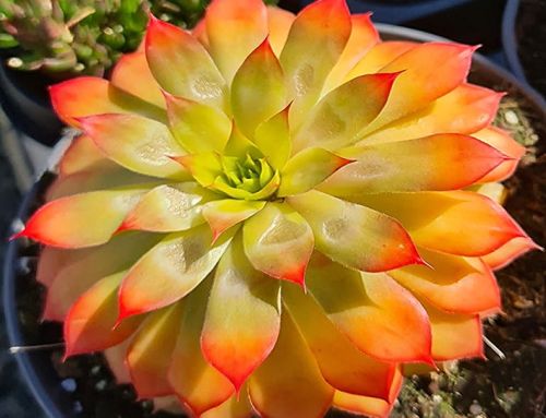 Sempervivums – what is the attraction?