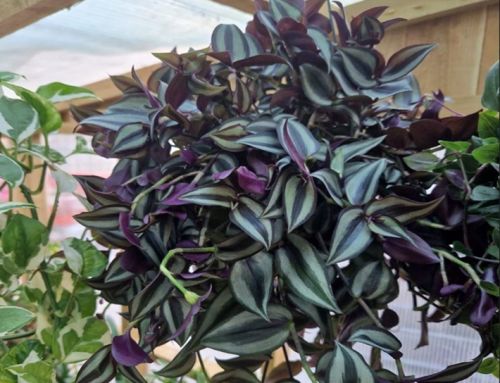 Tradescantia for sale and cultivation