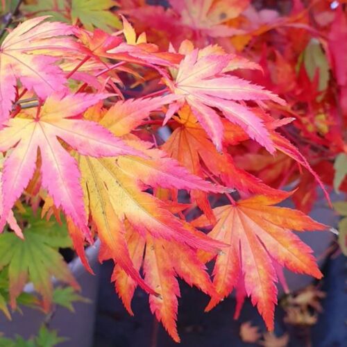 Specimen Plant