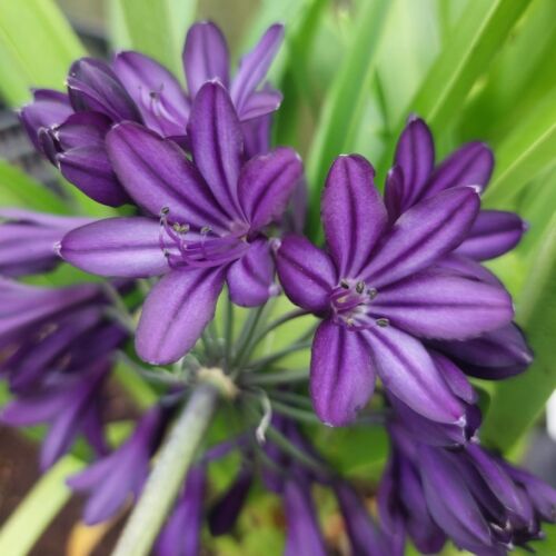 Plants for Sunny Sites
