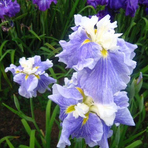 Plants for damp sites