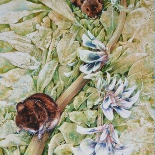 Elaine Franks Art