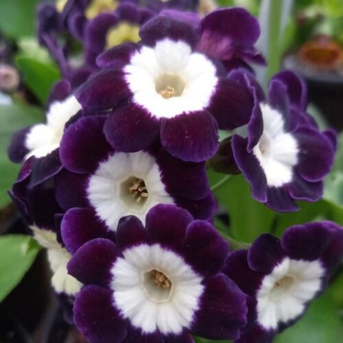 Primula auricula