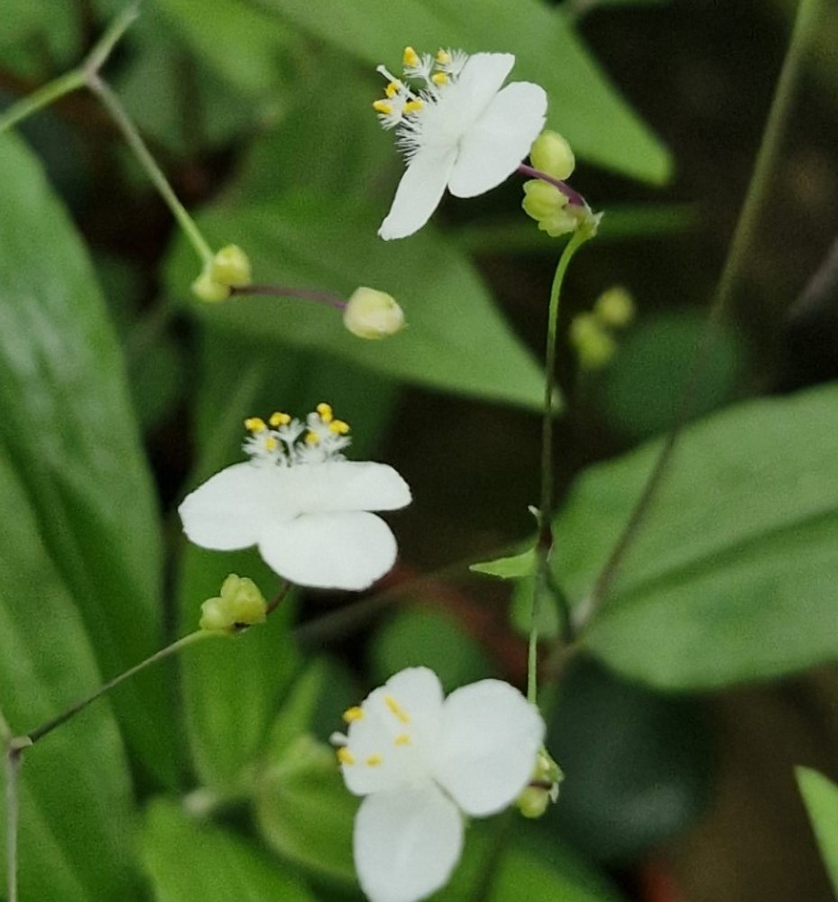 cumin plant leaf Cumin  100 Seeds