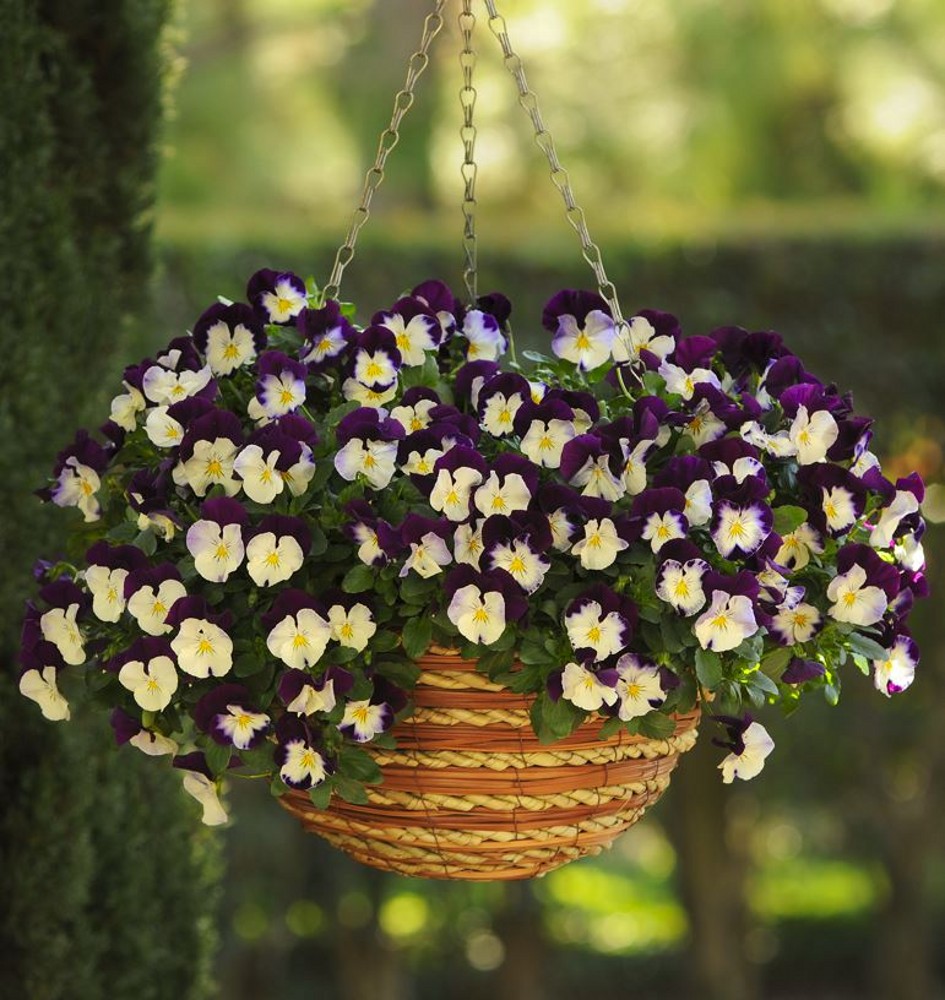scope別注 Viola Egg Nuutajärvi scope別注 Viola Egg Nuutajärvi