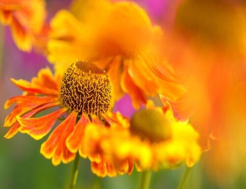 Perennial Favourites for Summer Colour