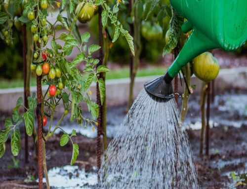 Smart Garden Watering