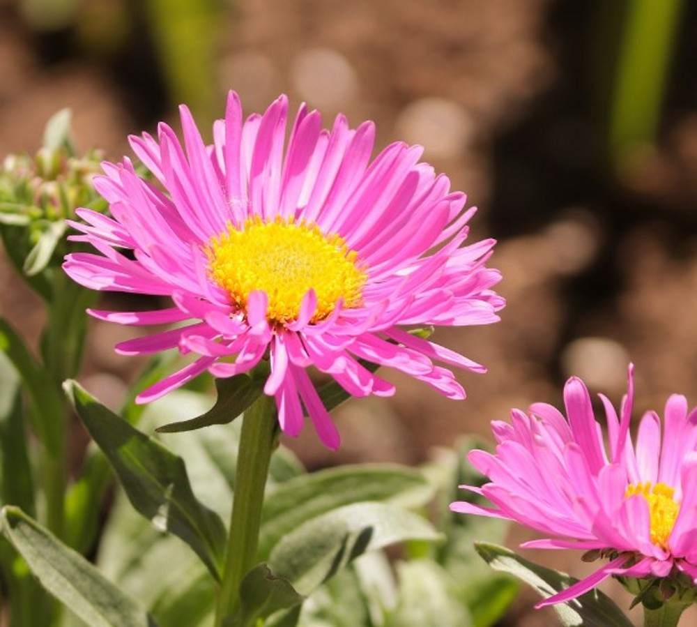 Aster - Pinkie