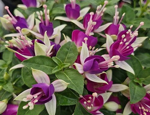Fuchsias – The Ballerinas of the Garden